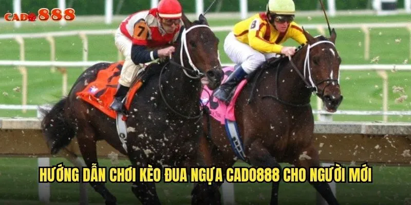 Kèo Đua Ngựa cado888 Trải Nghiệm Cá Cược Đẳng Cấp Thượng Lưu 3 Hướng dẫn chơi kèo đua ngựa còn mới tại cado888 cho người mới